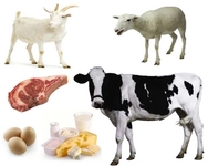 Brucella Hastalığı Belirtileri ve Tedavisi