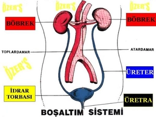 Boşaltım Sistemi Hastalıkları Nelerdir?