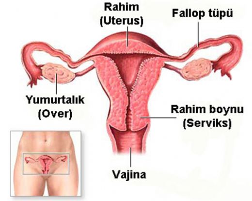 Vajina Hastalklar